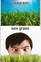 Image result for Are You a Grass Meme