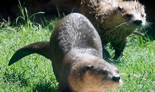 Image result for Oklahoma Otter