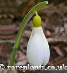 Risultato immagine per Galanthus plicatus Sarah Dumont