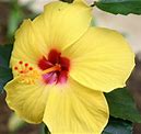 Image result for Jamaican Flowers