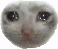 Image result for Sad Cat Meme Sticker