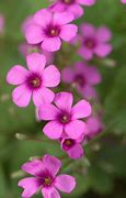 Image result for Pictures of Little Flowers