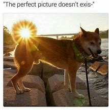 Image result for Dog Nuclear Fusion Meme