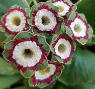 Image result for Primula auricula The Marie Crousse