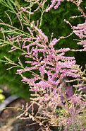 Image result for Tamarix ramosissima Pink Cascade