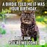 Image result for Funny Memes for Birthday