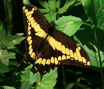 Image result for Butterfly Yellow Streak