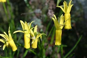 Image result for Narcissus cyclamineus