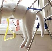 Image result for Funny Cat Nap