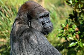 Image result for Silverback Gorillas in the Wild