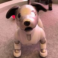 Image result for Aibo Bone