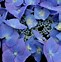 Image result for Hydrangea macrophylla Blaumeise