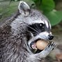 Image result for Raccoon Bite Marks