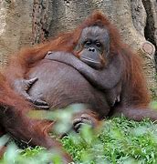 Image result for Pregnant Orangutan