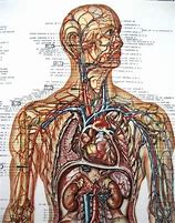 Image result for Medical Human Anatomy