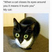 Image result for Cat Looking at Newspaper Meme