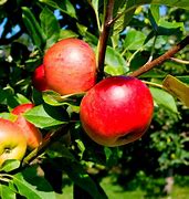 Image result for Discovery Apple Tree