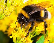 Image result for "bumble-bee"