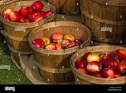 Image result for Wooden Apple Bucket