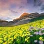 Image result for Mountains Yellow Flowers Nature Desktop Nexus