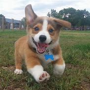 Image result for Happy Corgi Puppy Cutes