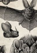 Image result for Vintage Bat 640X640