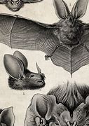 Image result for Vintage Bat Print