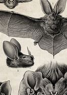 Image result for Vintage Bat Images