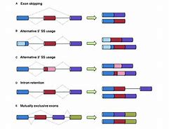 Image result for Types of Exons