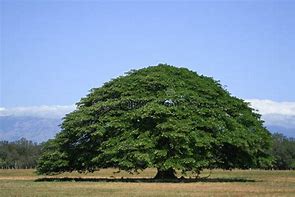 Image result for Guanacaste Baum