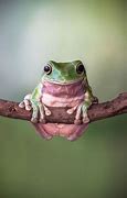 Image result for Funny Frog Species
