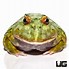 Image result for Female Pacman Frog