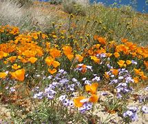 Image result for Spring Flowers Wildflowers