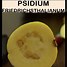 Image result for psidium friedrichsthalianum