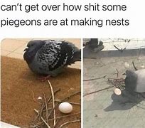 Image result for Pigeon Shit Meme