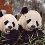Image result for Giant Panda Population Graph