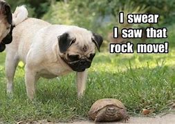 Image result for Cute Funny Pugs Memes