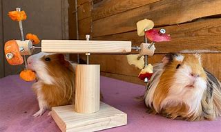 Image result for Guinea Pig Accessories