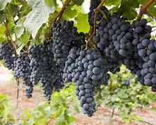 Image result for Grape Growing Conditions