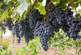 Image result for Vine Grape Wine Alcoholic Beverages