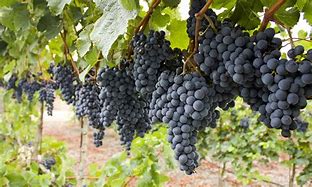 Image result for Grape Tree-Planting