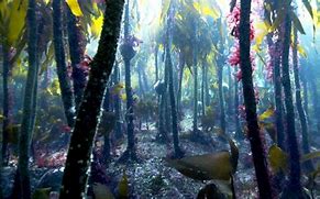 Image result for Sea Star Kelp Forest