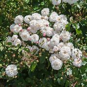 Image result for Rosa Little White Pet