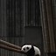 Image result for Cute Panda Phone Wallpaper