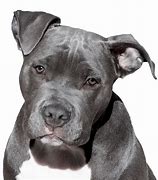 Image result for Brown Pit Bull Female Happy