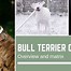 Image result for Bull Terrier Colors