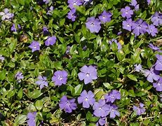 Image result for Vinca Minor Common Periwinkle