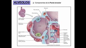 Image result for aoveolo