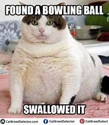 Image result for Fat Cat Meme Dank