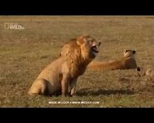 Image result for Lions Crying About Refs Meme